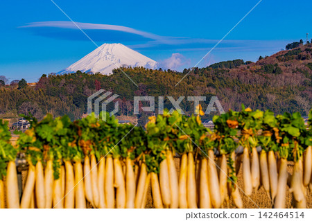 [Shizuoka Prefecture] Dried radishes in the Izu-Tanna Basin and Mount Fuji 142464514