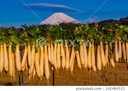 [Shizuoka Prefecture] Dried radishes in the Izu-Tanna Basin and Mount Fuji 142464515