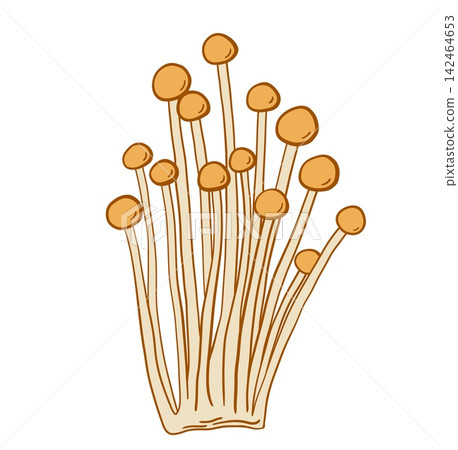 Hand drawn Enoki mushroom cluster with long stems vector illustration Hand drawn Enoki mushroom cluster with long stems vector illustration 142464653