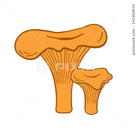 Hand drawn Chanterelle mushroom pair vector illustration Hand drawn Chanterelle mushroom pair vector illustration 142464654