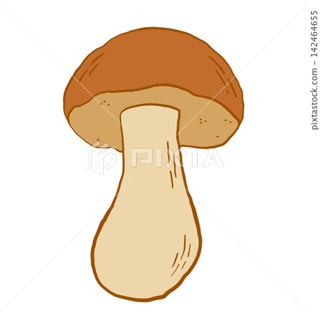Hand drawn edible porcini cep mushroom vector illustration Hand drawn edible porcini cep mushroom vector illustration 142464655