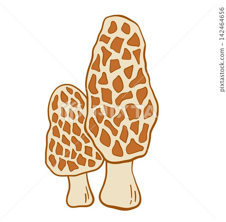 Hand drawn edible morel mushroom pair with honeycomb cap isolated on white vector illustration 142464656