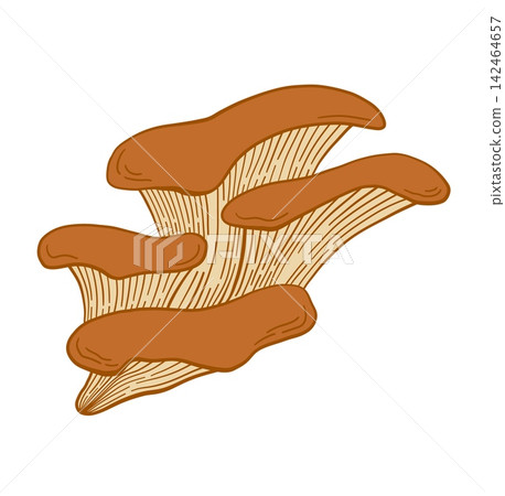 Hand drawn Oyster mushroom cluster with brown caps isolated on white vector illustration Hand drawn Oyster mushroom cluster with brown caps isolated on white vector illustration 142464657