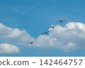 Ultralight monoplanes perform aerobatic stunt 142464757