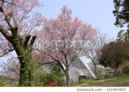 Beautiful Edo Higan cherry blossoms in full bloom Beautiful Edo Higan cherry blossoms in full bloom 142464883