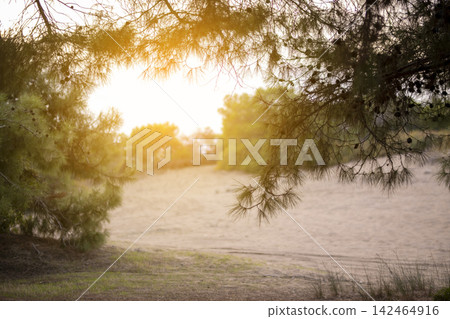Golden Sun Rays Shining Through Forest Trees. 142464916