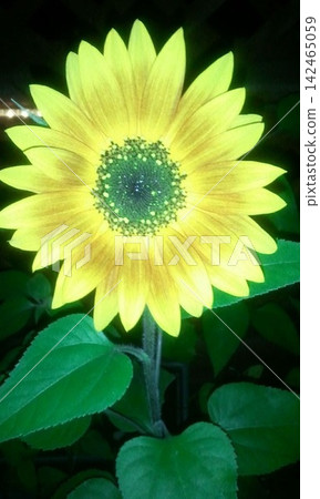Yellow and Red Sunflowers In Flower Garden During Spring Yellow and Red Sunflowers In Flower Garden During Spring 142465059
