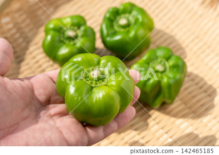 手捧神樂辣椒,一種傳統蔬菜(九月) 手捧神樂辣椒,一種傳統蔬菜(九月) 142465185