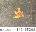 Maple leaves that have fallen into the water 142465208