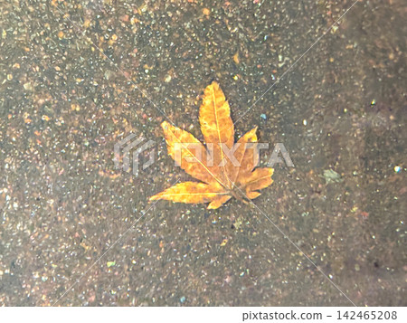 Maple leaves that have fallen into the water Maple leaves that have fallen into the water 142465208