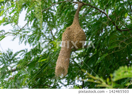 Intricate woven bird nest hanging from leafy tree branch surrounded by lush green foliage showing natural animal architecture nesting behavior tropical habitat Intricate woven bird nest hanging from leafy tree branch surrounded by lush green foliage showing natural animal architecture nesting behavior tropical habitat 142465503