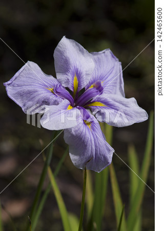Purple irises are in bloom in the iris garden. Purple irises are in bloom in the iris garden. 142465600