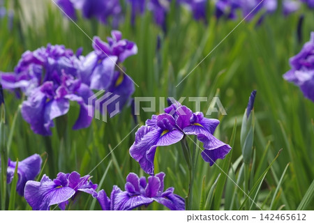 Purple iris flowers are in bloom in the iris garden. Purple iris flowers are in bloom in the iris garden. 142465612