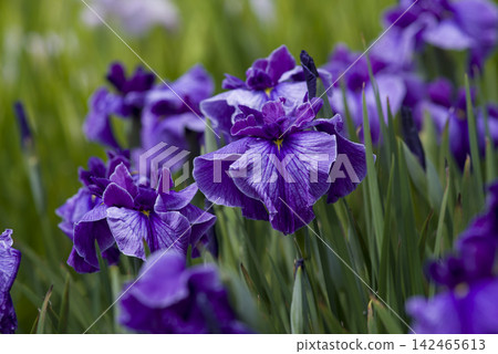 Purple iris flowers are in bloom in the iris garden. 142465613