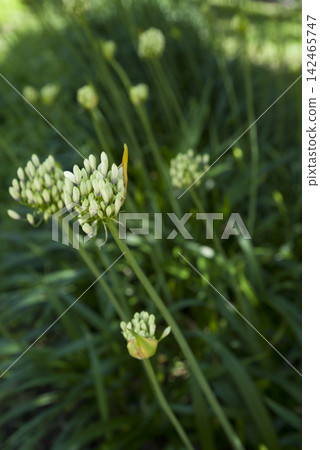 The white agapanthus (purple lily) flowers are still in bud. The white agapanthus (purple lily) flowers are still in bud. 142465747