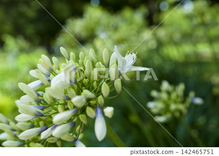 白色的百子蓮(紫百合)花仍處於花苞狀態。 白色的百子蓮(紫百合)花仍處於花苞狀態。 142465751