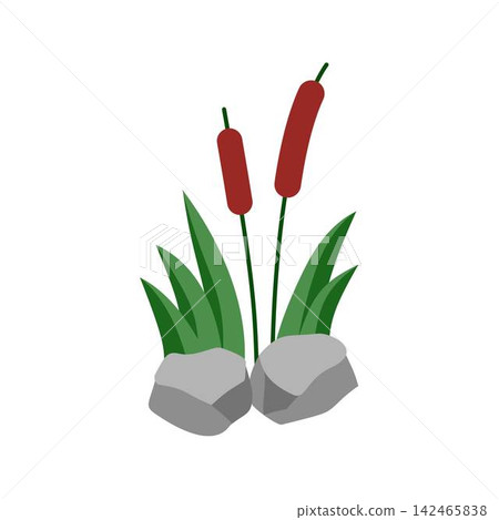 cattail bullrush plant with green leaves and gray rocks cattail bullrush plant with green leaves and gray rocks 142465838