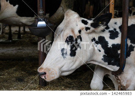 Dairy cows standing at a watering hole Dairy cows standing at a watering hole 142465983