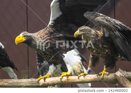 Large birds of prey lined up on the perches Large birds of prey lined up on the perches 142466002