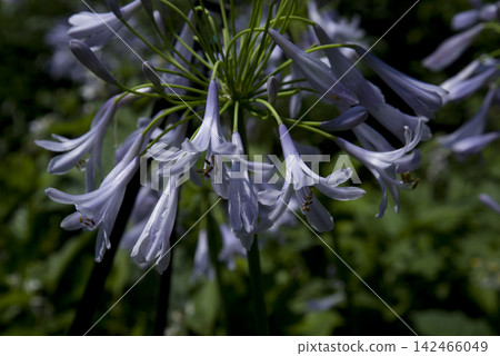 agapanthus(紫太子蘭)的花朵盛開。學名是Agapanthus。 agapanthus(紫太子蘭)的花朵盛開。學名是Agapanthus。 142466049