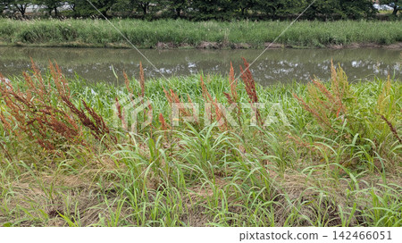 Oochiko Tone River Oochiko Tone River 142466051
