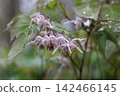 Freshwater leek 142466145