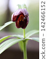Black lily 142466152