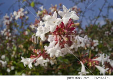 The white flowers of the Abelia (Abelia x grandiflora) are in full bloom. The white flowers of the Abelia (Abelia x grandiflora) are in full bloom. 142466160