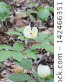 Yamazakiyaku 142466351