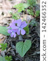 Sakura violet 142466352