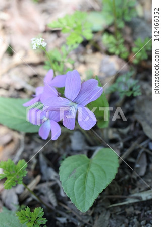 櫻花紫羅蘭 142466352