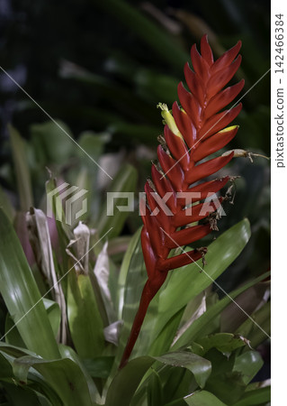 Inko Ananas Inko Ananas 142466384
