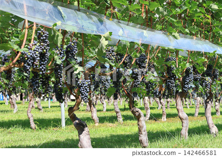 Wine grape Merlot 142466581
