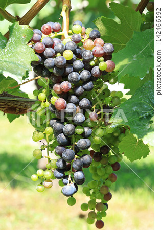 Petit Verdot wine grapes Petit Verdot wine grapes 142466592