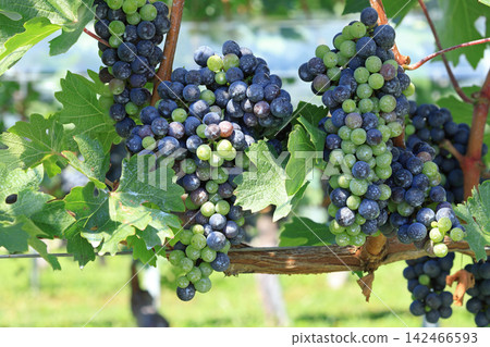Petit Verdot wine grapes Petit Verdot wine grapes 142466593