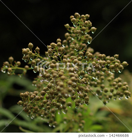 Raindrops on a Green Berry Cluster 142466686