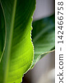 Strelitzia leaves 142466758