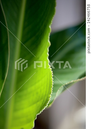 Strelitzia leaves Strelitzia leaves 142466758