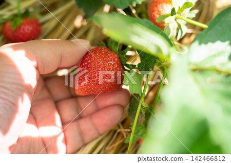 A man picks bright red, perfectly ripe strawberries in his home garden (May). A man picks bright red, perfectly ripe strawberries in his home garden (May). 142466812