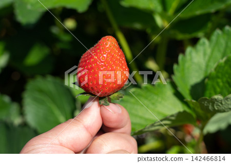 A man picks bright red, perfectly ripe strawberries in his home garden (May). A man picks bright red, perfectly ripe strawberries in his home garden (May). 142466814