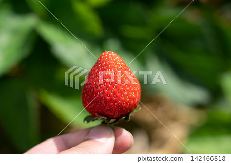 A man picks bright red, perfectly ripe strawberries in his home garden (May). A man picks bright red, perfectly ripe strawberries in his home garden (May). 142466818
