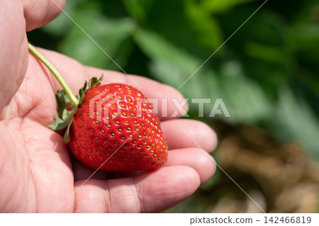 A man's hands picking bright red, perfectly ripe strawberries (May) in a home garden. 142466819