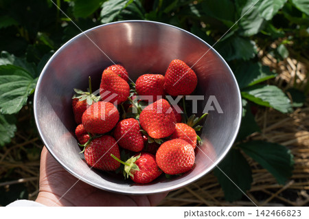 Harvesting ripe strawberries with bright red fruit (May) - Home garden, strawberry cultivation Harvesting ripe strawberries with bright red fruit (May) - Home garden, strawberry cultivation 142466823