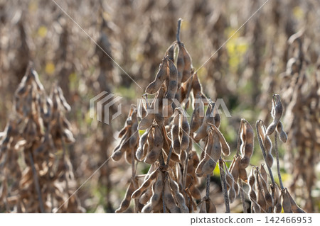 Soybean cultivation field that has reached the harvest time (November) Soybean cultivation field that has reached the harvest time (November) 142466953