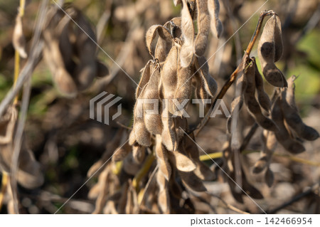 Soybean cultivation field that has reached the harvest time (November) Soybean cultivation field that has reached the harvest time (November) 142466954