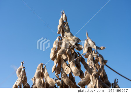 Soybean cultivation field that has reached the harvest time (November) Soybean cultivation field that has reached the harvest time (November) 142466957
