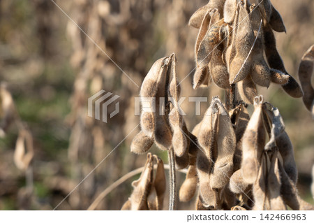 Soybean cultivation field that has reached the harvest time (November) Soybean cultivation field that has reached the harvest time (November) 142466963