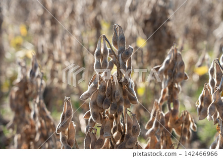 Soybean cultivation field that has reached the harvest time (November) Soybean cultivation field that has reached the harvest time (November) 142466966