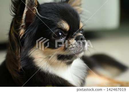 tiny black and brown furry dog in home, cute chihuahua canine tiny black and brown furry dog in home, cute chihuahua canine 142467019