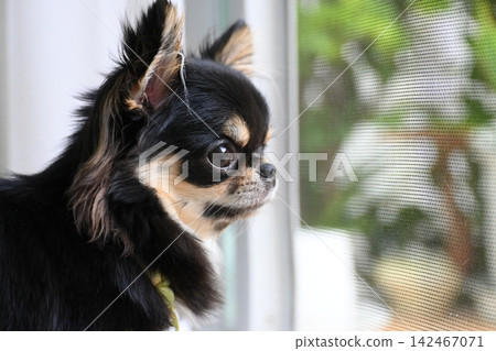 tiny black and brown furry dog in home, cute chihuahua canine tiny black and brown furry dog in home, cute chihuahua canine 142467071